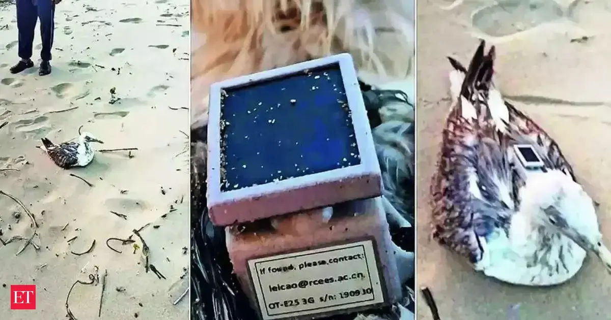 Chinese GPS tracker found on seagull near Karwar Coast in Karnataka, officials initiate inquiry