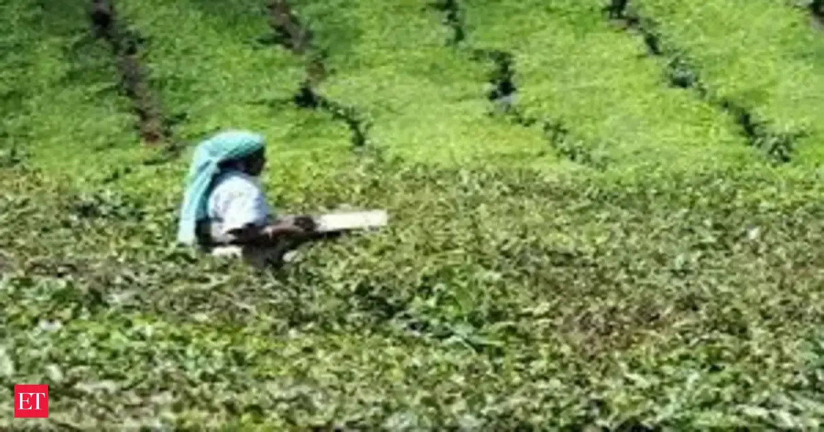 Investment pledges surge, jute and tea sectors under strain in West Bengal