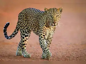 Leopard runs riot in three villages in Himachal's Mandi; kills one ...