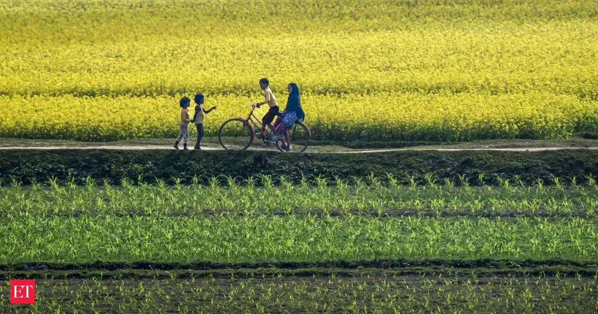 Mustard acreage rises 4% to 84.67 lakh hectares as crop condition remains normal