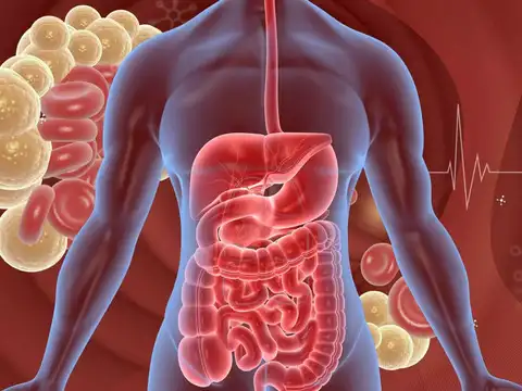 Saliva's Digestive Role and Nutrient Absorption
