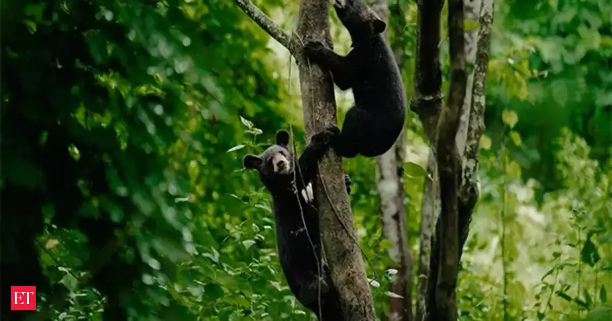 Christmas miracle?  Burned and freezing black bear cub defies the odds to survive after dramatic rescue in Northern British Columbia