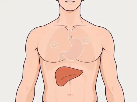 What&rsquo;s Actually Happening in the Body