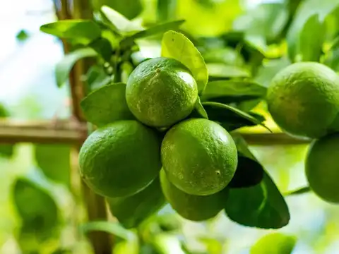 Vitamin C and citric acid: your iron's best friend