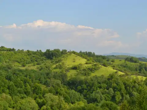 Shoja