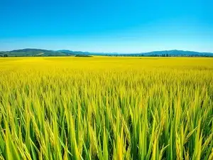 India becomes world's largest rice producer, surpasses China ...
