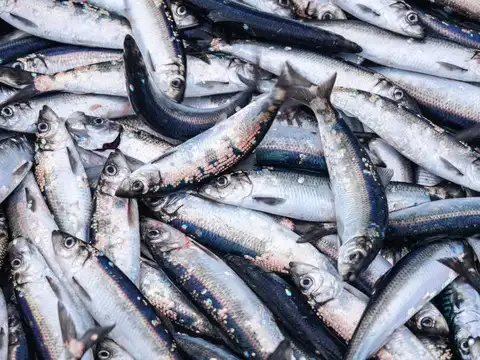 Fatty fish: Omega three fats that cool inflammation
