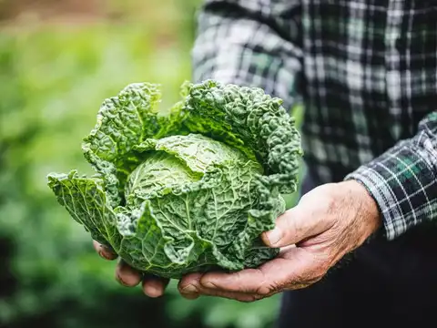 Dark Leafy Greens