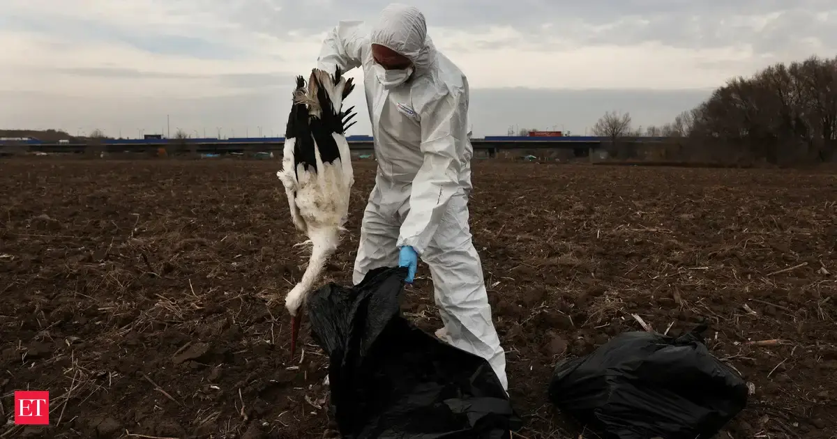 India reported bird flu outbreaks on farms in Kerala state, WOAH says ...