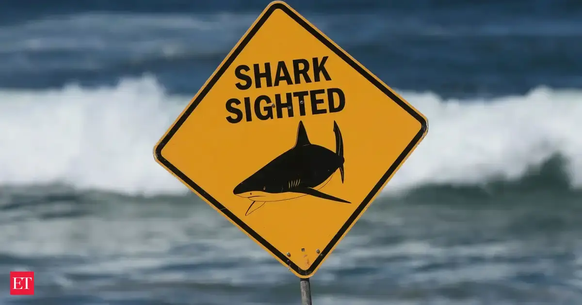 American woman killed along US Virgin Islands beach in ‘very rare’ shark attack; which shark was behind the attack; officials share key details