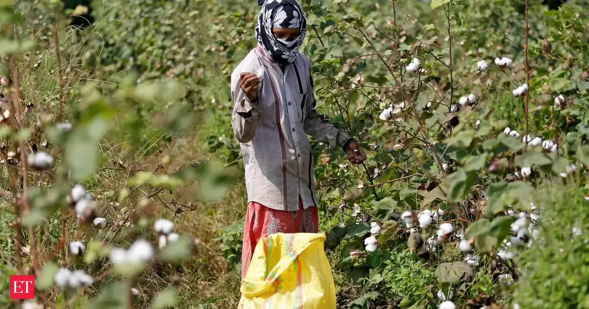 India's December quarter cotton imports jump amid duty-free import push