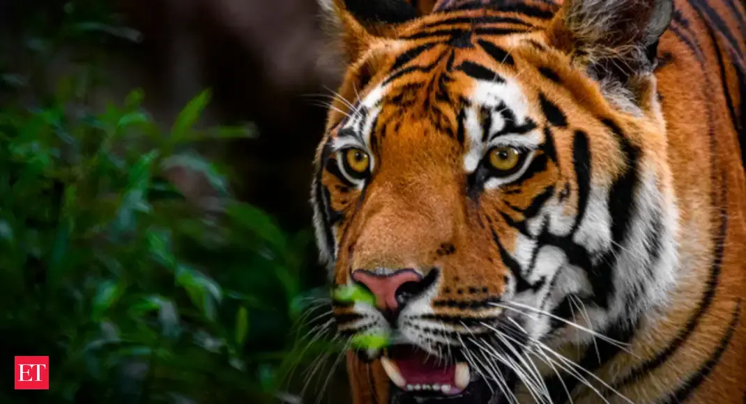​6 best national parks in India for a weekend getaway​