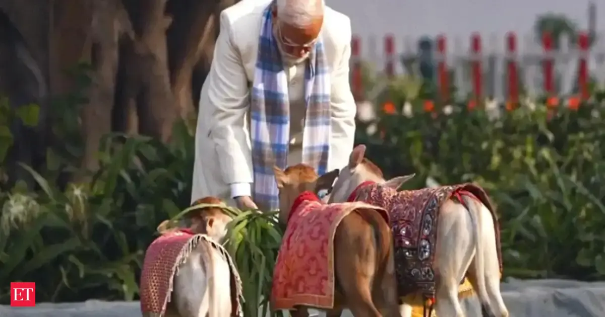On Makar Sankranti, PM Modi feeds dwarf cows at his residence. All about world's cutest, smallest cattle breed gaining attention online