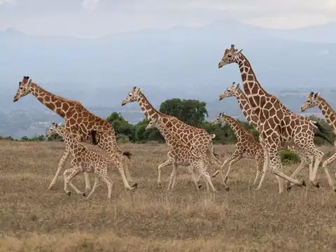 Maasai Mara National Reserve, Kenya