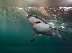 12-year-old fighting for life after shark attack at Sydney Harbour