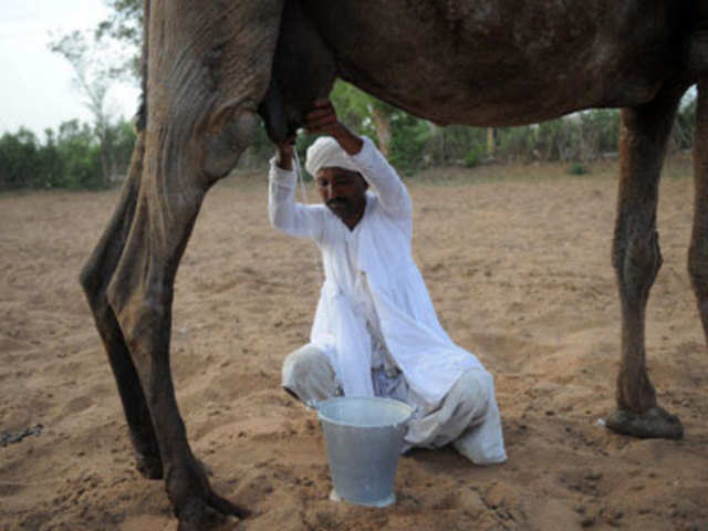 Amul to market camel milk