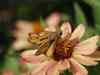 Efforts to preserve endangered butterflies in Assam's Butterfly Valley