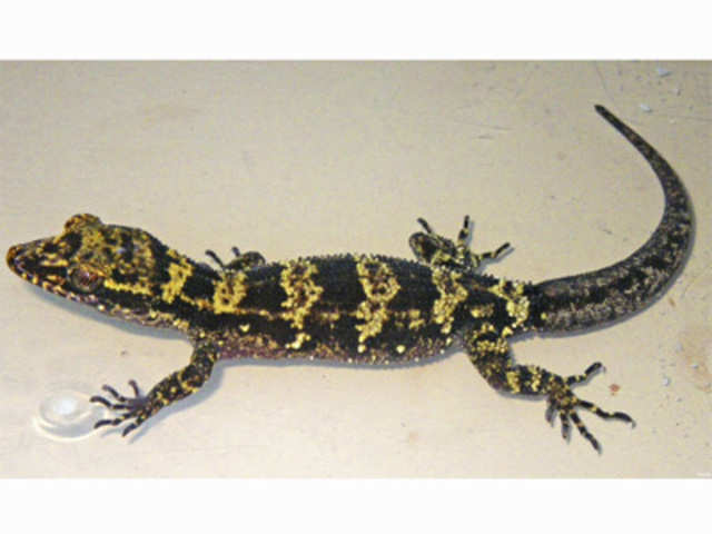 New species of gecko