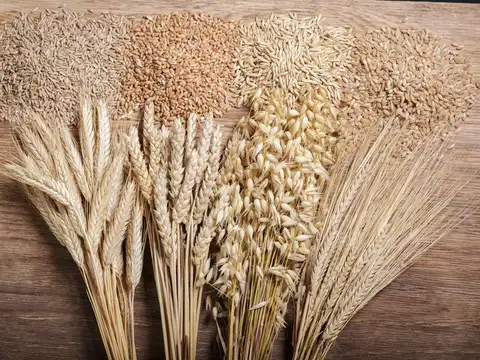  Oats & Barley + Beans & Lentils