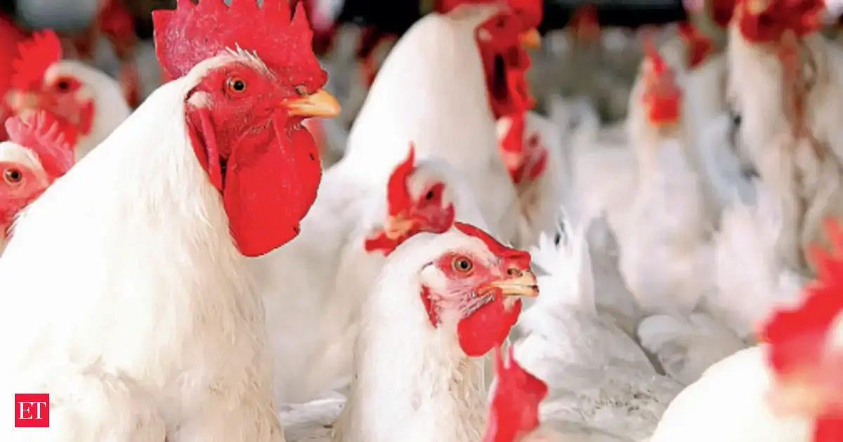 How US meddling in Venezuela helped pioneer a poultry revolution