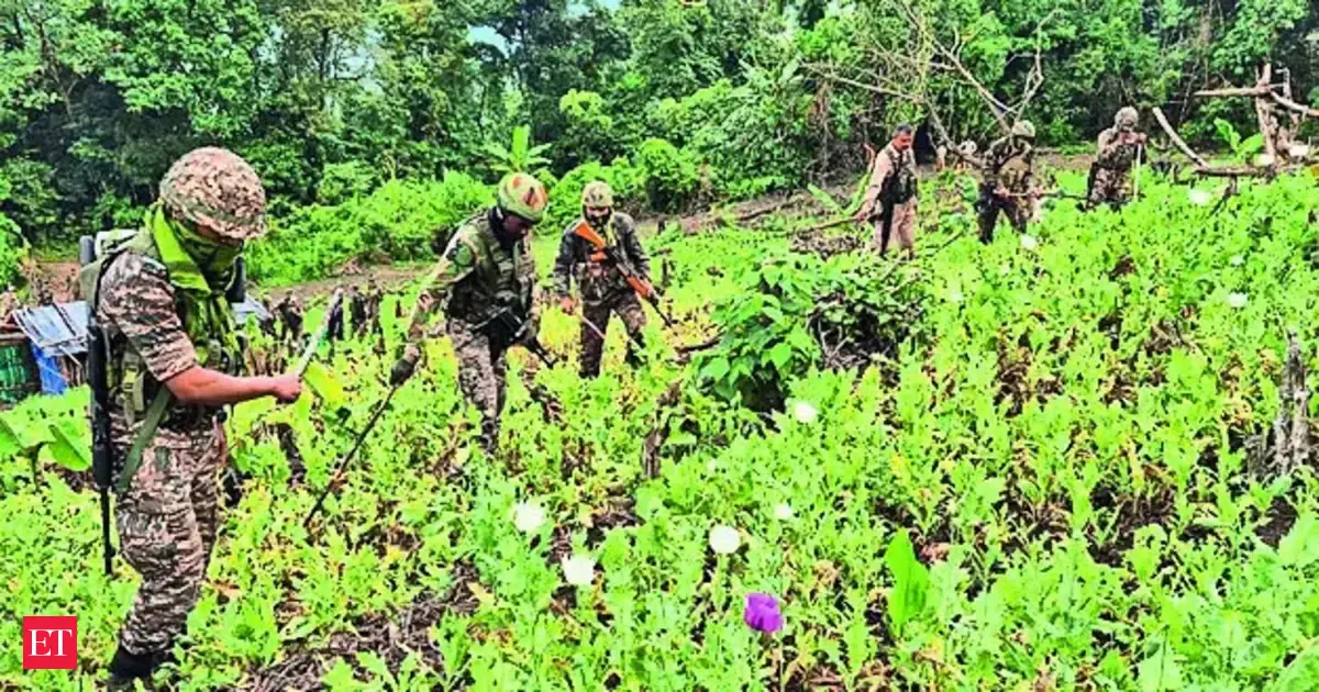 Arunachal: Poppy cultivation on 8 acres destroyed