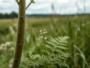 When AI gets it wrong: ChatGPT ‘nearly kills’ woman by confidently misidentifying a deadly plant