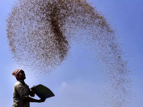 Agriculture &ndash; Horticulture Overtakes Foodgrains