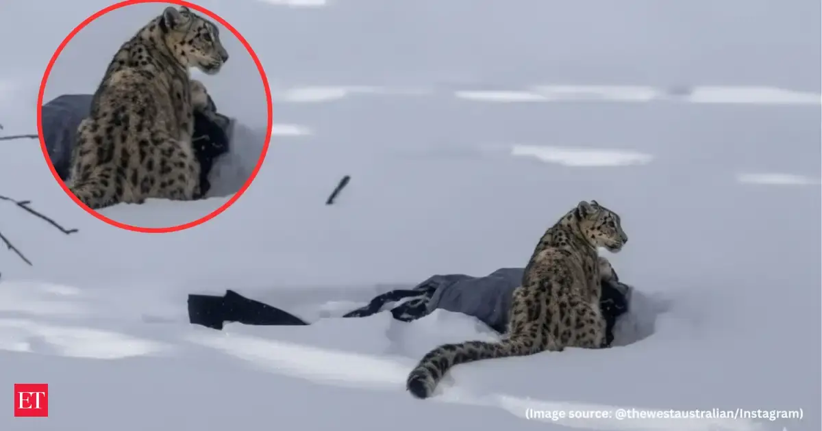Tourist skier mauled after approaching snow leopard for photos in northwest China