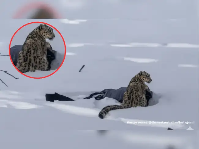 Tourist skier mauled after approaching snow leopard for photos in ...