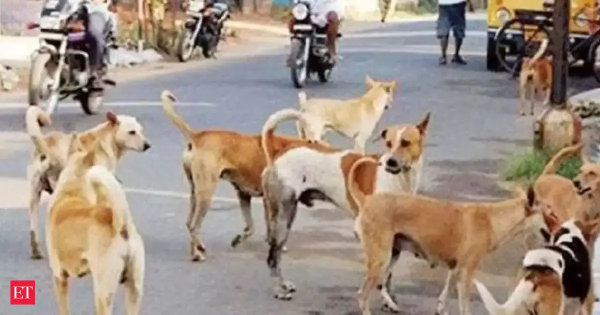 Beyond dog bites: How fear and poor governance fuel India’s stray crisis