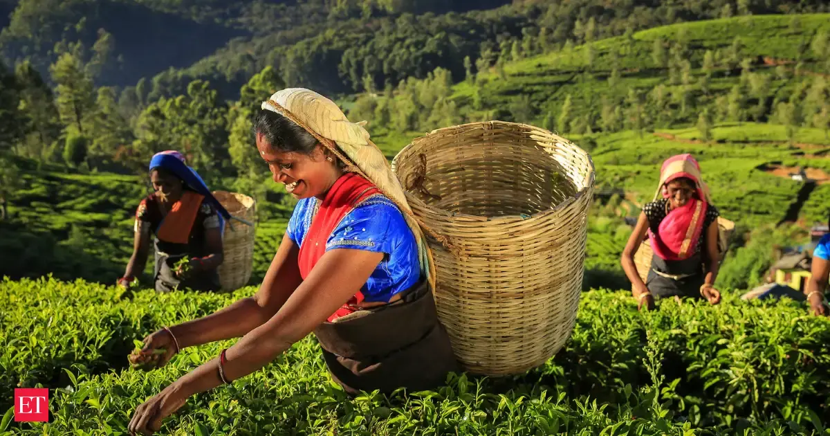 Union Budget 2026: From coconut to sandalwood, Government bets on high-value crops to boost farm incomes