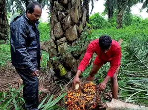 A worker checks a fresh fruit bunch of oil palm during harvest at a palm oil plantation in Khammam district