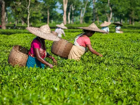 Jorhat and Majuli, Assam