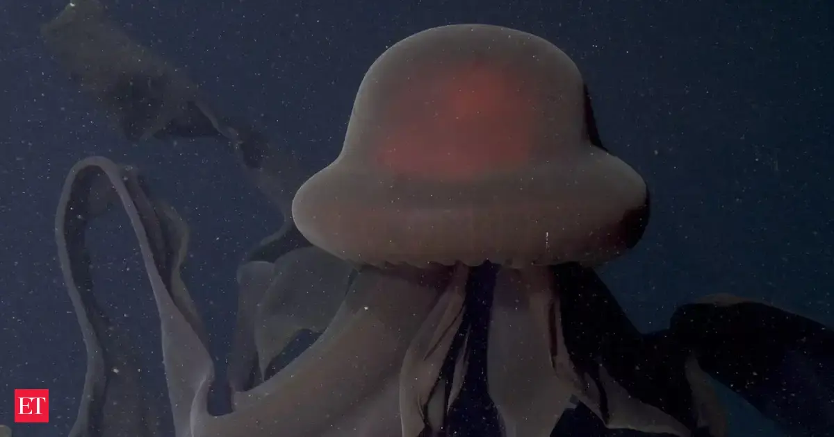 School bus-sized phantom jellyfish, Korean VHS tape turn up in rare Argentina deep-sea discovery: Watch video
