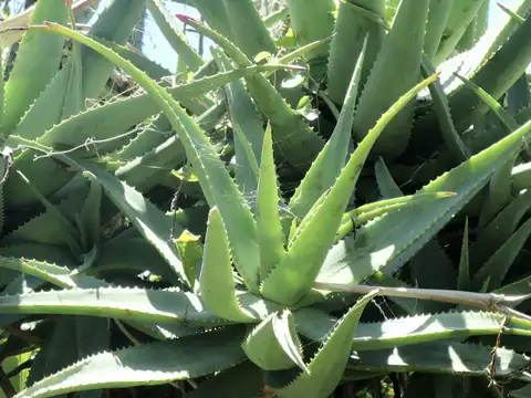 Aloe Vera: Soothing Hydration Hero