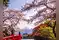 Image for Mount Fuji cherry blossom festival cancelled