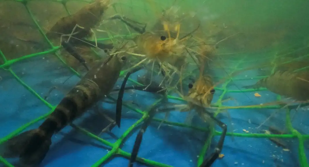 Aquaculture stocks: Stocks with a 3- to 5-year perspective. 7 stocks where the budget continues to provide tailwinds by way of policy support