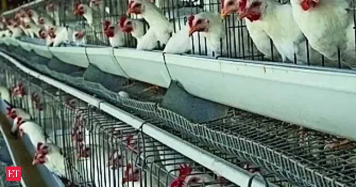 India opens farm market: Duty-free DDGS, sorghum to boost poultry; nut duty cut may spur demand