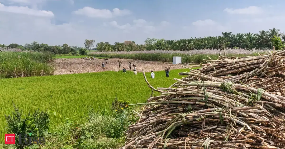 The world is awash in sugar, and the surplus is set to stay