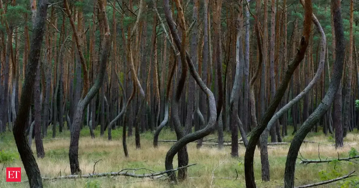 Why Trees in the “Crooked Forest” of Poland All Bend in the Same Direction