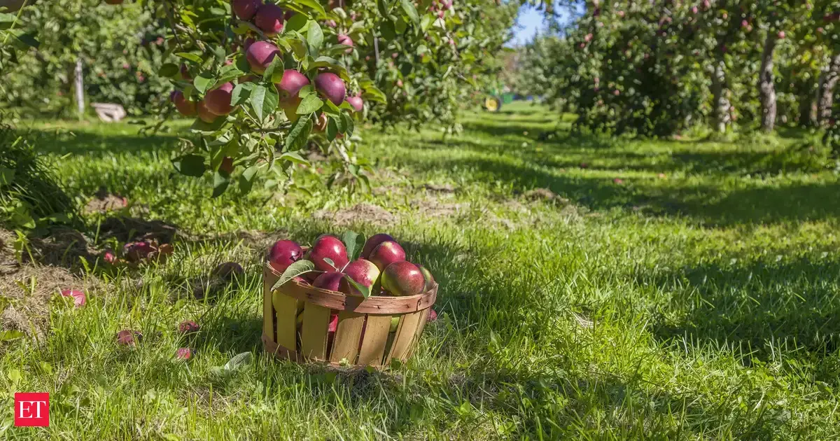 India-US trade deal: The apple math triggers anxiety among farmers in Kashmir, Himachal