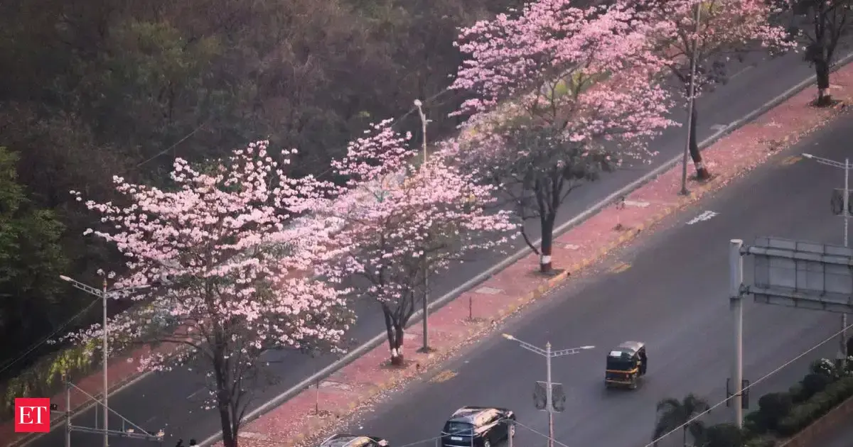 Mumbai's 'pink soul' cherry blossom may be in its 'final act': Best time, key dates, and viewpoints to see before the season ends