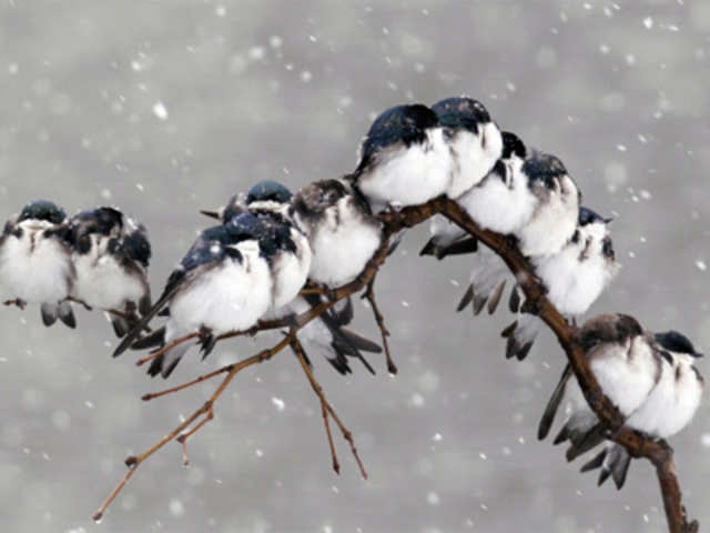 Birds perch on a branch 