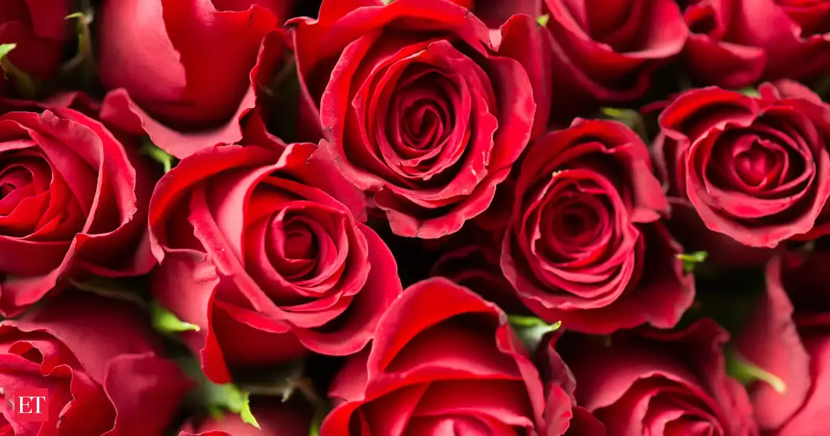 Bengaluru airport ships over 60 million roses this Valentine's season