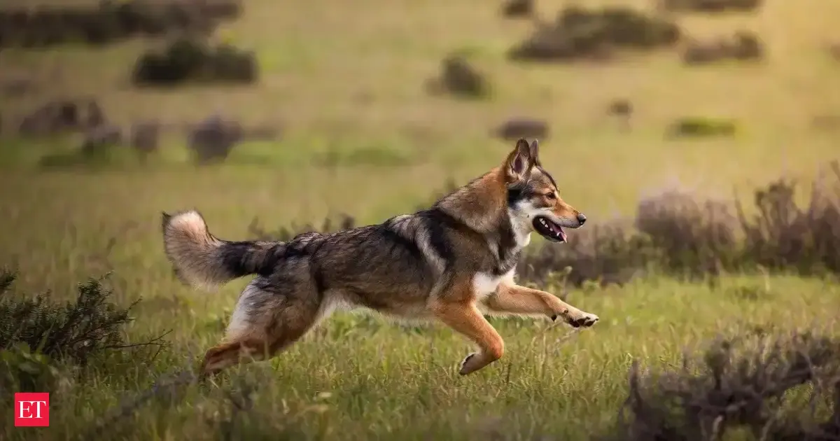 Why Measuring Animal Joy Could Change How We Treat Pets, Zoos, and Farms
