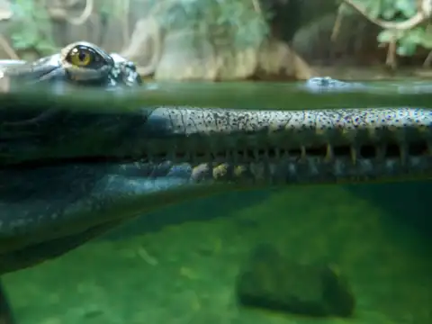 Gharial 