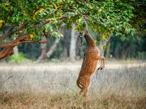 Spotted deer