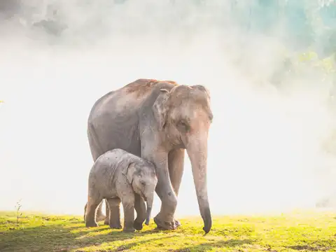 Asian elephant