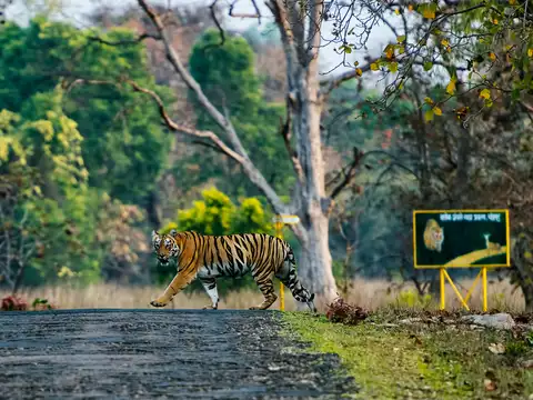 Tiger
