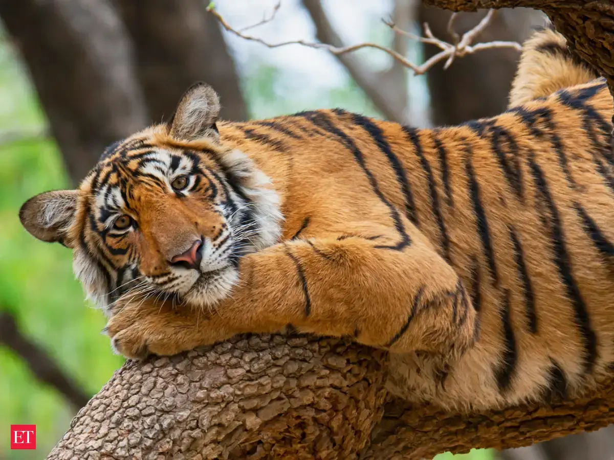 5 beautiful animals of Uttarakhand's Corbett National Park